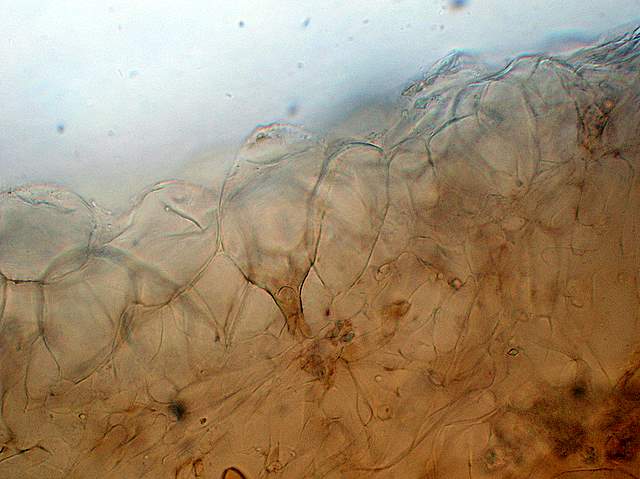 Psathyrella laevissima     (Romagn.)     Singer